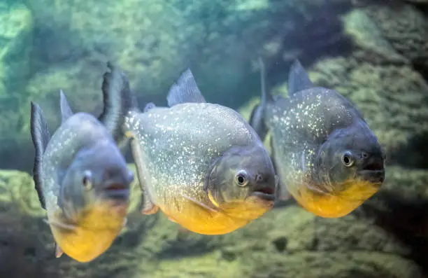 Photo of School of predatory piranhas in a freshwater aquarium