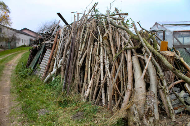 istock brushwood by the road 1286322018