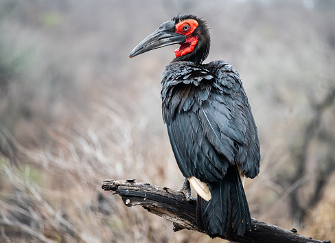 Southern Ground-Hornbill perched on a low branch after a lengthy preening cession after a rainstorm