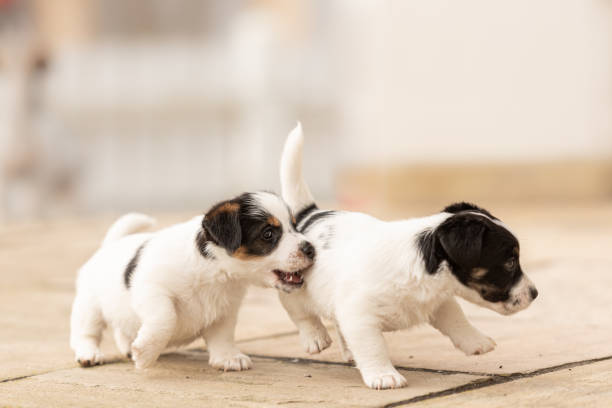 cachorro de 6 semanas jugando juntos. grupo de pura raza muy pequeño jack russell terrier perros bebé - jugar a luchar fotografías e imágenes de stock