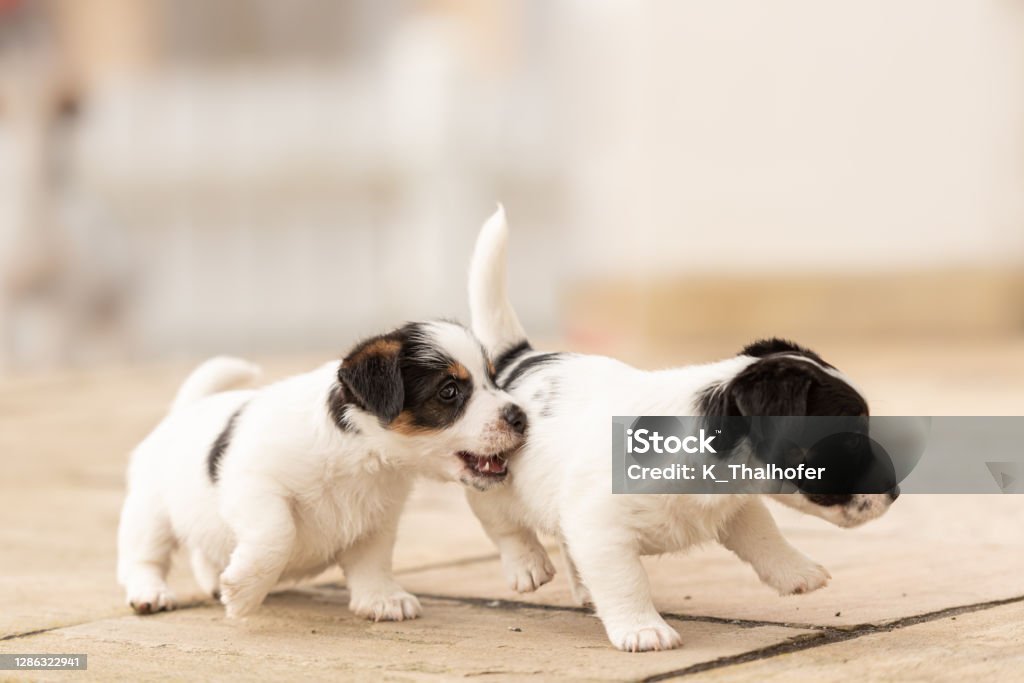 Puppy 6 weeks old playing together. Group of purebred very small Jack Russell Terrier baby dogs Puppy 6 weeks old playing together. Group of purebred  small Jack Russell Terrier baby dogs Puppy Stock Photo