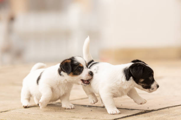Puppy 6 weeks old playing together. Group of purebred very small Jack Russell Terrier baby dogs Puppy 6 weeks old playing together. Group of purebred  small Jack Russell Terrier baby dogs newborn animal stock pictures, royalty-free photos & images