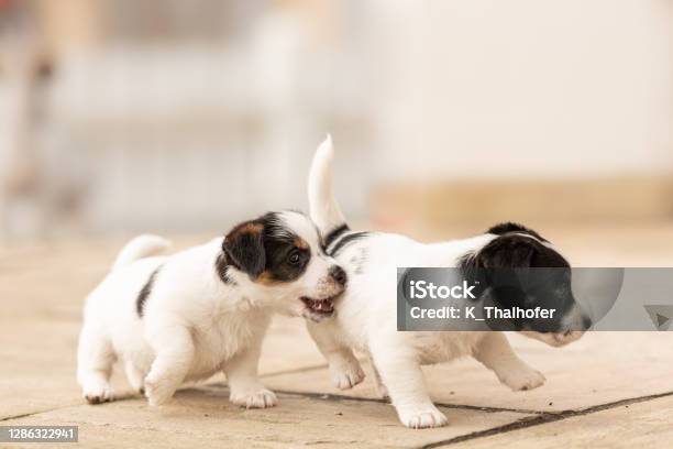 Puppy 6 Weeks Old Playing Together Group Of Purebred Very Small Jack Russell Terrier Baby Dogs Stock Photo - Download Image Now