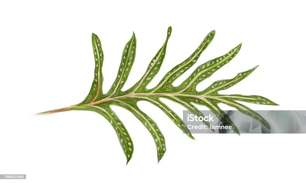 Illustration of Phymatosorus Scolopendria or Monarch Fern Illustration of Microsorum Scolopendria, Phymatosorus Scolopendria, Monarch Fern or Musk Fern. Fern stock vector