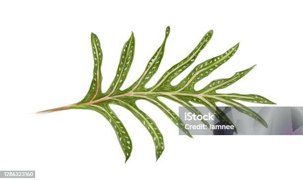 Illustration Of Phymatosorus Scolopendria Or Monarch Fern Stock Illustration - Download Image Now