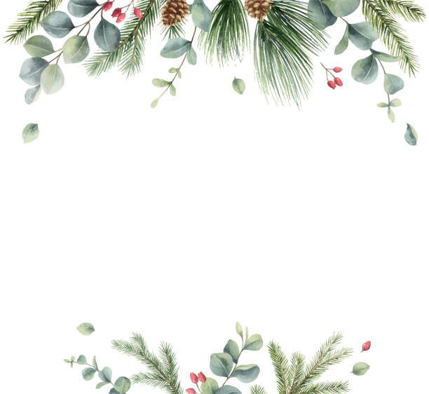 aquarell vektor weihnachtskarte mit tannenzweigen und eukalyptus. hand bemalte illustration für gruß blumen postkarte und einladungen isoliert auf weißem hintergrund. - feiertag stock-grafiken, -clipart, -cartoons und -symbole