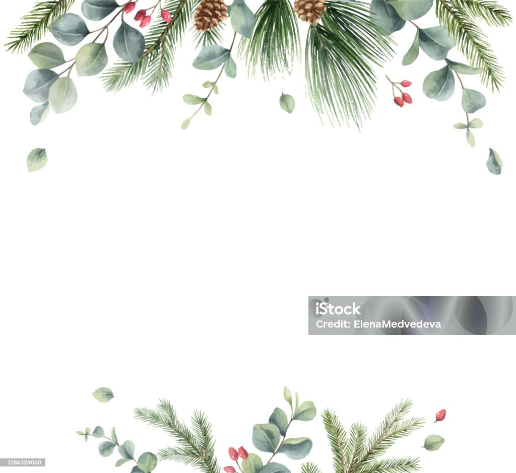 Watercolor vector Christmas card with fir branches and eucalyptus. Hand painted illustration for greeting floral postcard and invitations isolated on white background. - Royalty-free Natal arte vetorial