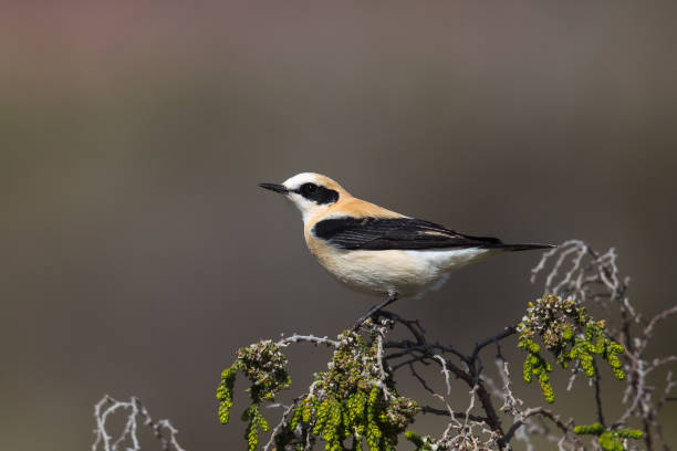 Male Black-eared Wheatear perched A male Western Black eared Wheatear (Oenanthe hispanica) perched on a bush, isolated against a blurred, natural background, Andalusia, Spain oenanthe hispanica stock pictures, royalty-free photos & images
