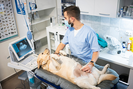 A cheerful young veterinary nurse stands beside her yellow lab patient who is lying on an exam table in her clinic.  She puts her arm around the adorable creature as she smiles for the camera.