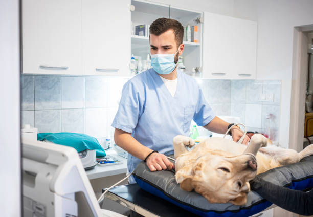 istock Veterinarian doing ultrasound 1286324624