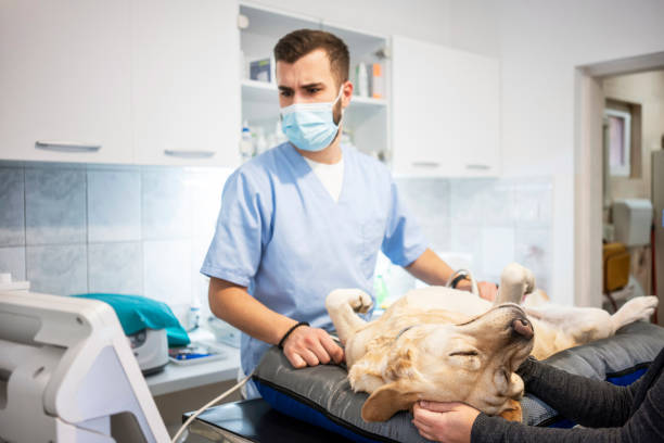 istock Veterinarian doing ultrasound 1286324744