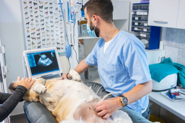istock Veterinarian doing ultrasound 1286324806