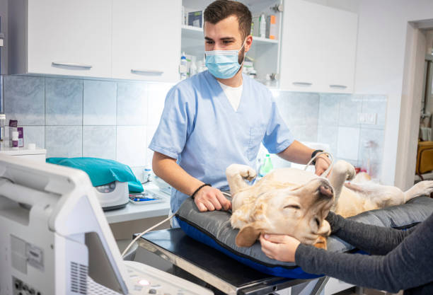 istock Veterinarian doing ultrasound 1286324825