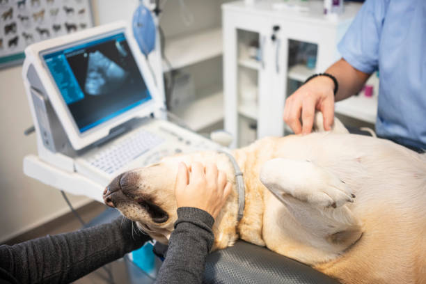istock Veterinarian doing ultrasound 1286324827