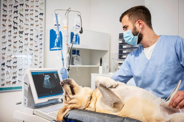 istock Veterinarian doing ultrasound 1286324888