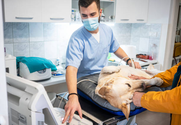 istock Veterinarian doing ultrasound 1286324920