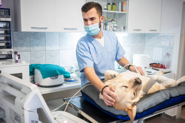 istock Veterinarian doing ultrasound 1286324934