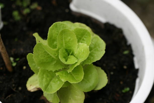 istock Lettuce in a flowerpot 1286324967