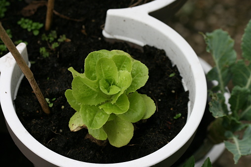 Closeup ofa small green lettuce salad in a flowerpot