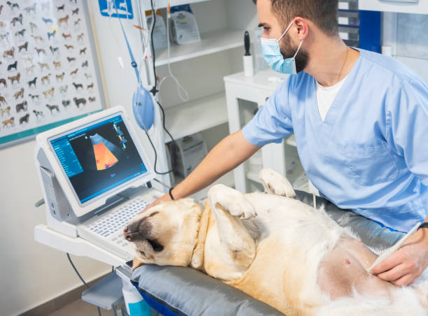 istock Veterinarian doing ultrasound 1286324975