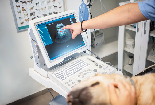 Veterinarian doing ultrasound  on dog