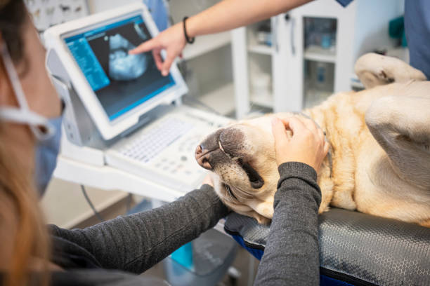 istock Veterinarian doing ultrasound 1286324992