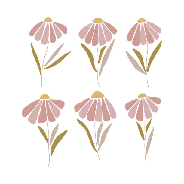 ilustrações, clipart, desenhos animados e ícones de conjunto clipart de silhueta de camomila. ilustração de vetor plano marguerita - single flower flower marguerite white background