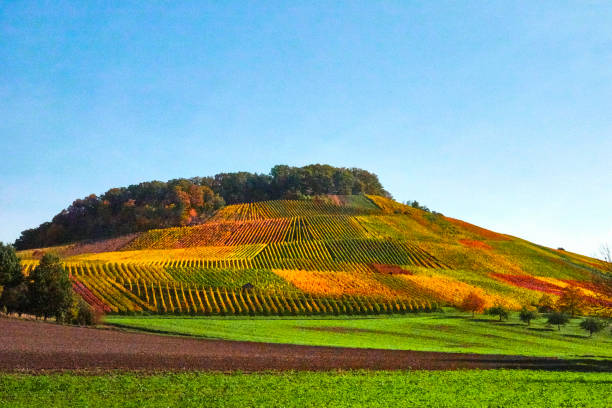 Vineyard in autumn
