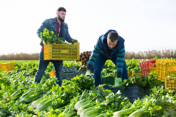 istock Two men carrying crates with harvested celery 1286326354