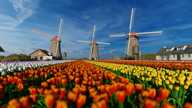 Old windmill and colorful tulips on a Dutch village