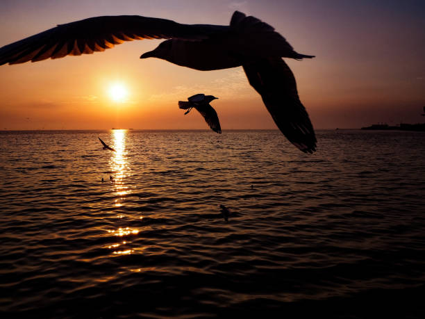 birds flying over ocean at sunrise. Shutterstock Silhouette Bird Seagulls Over Sea birds flying over ocean at sunrise. Shutterstock Silhouette Bird Seagulls Over Sea shutterstock images for free stock pictures, royalty-free photos & images