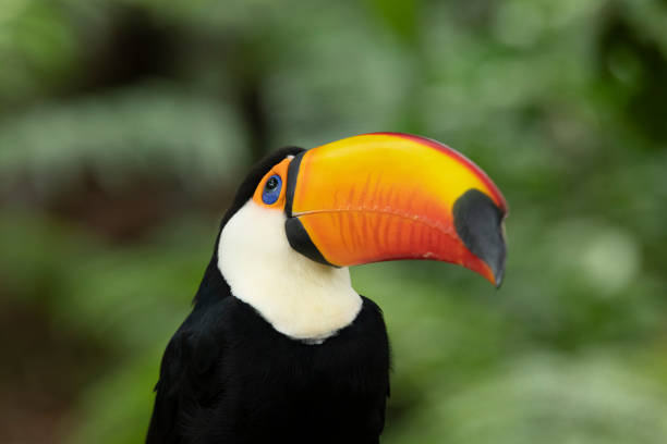 istock Toco-toucan in a rainforest in South America 1286328021
