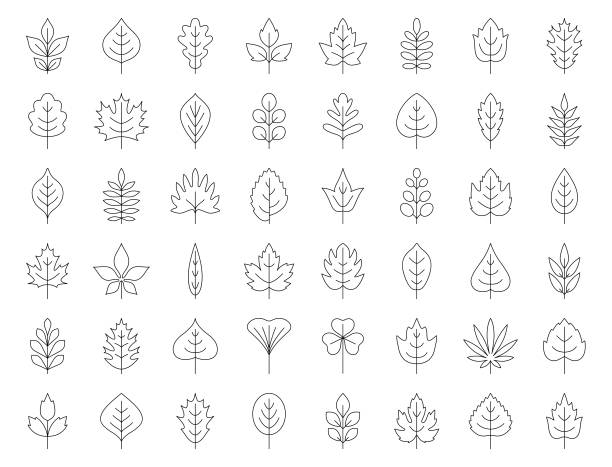 illustrations, cliparts, dessins animés et icônes de jeu d’icônes feuilles - oak leaf leaf maple leaf autumn