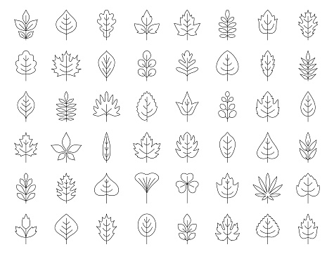 Set of leaves. Geometric icon set. Thin line illustration. Vector design elements on white background