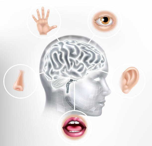 Five Senses Human Brain Head Face AI Concept Five senses brain AI human head artificial intelligence or learning technology concept visual sense stock illustrations