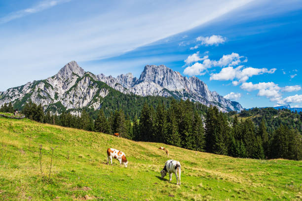 istock View to the mountain pasture Litzlalm in the Alps, Austria 1286329180