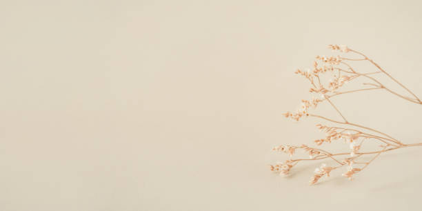 istock Natural beige background with a dry flower. 1286331348
