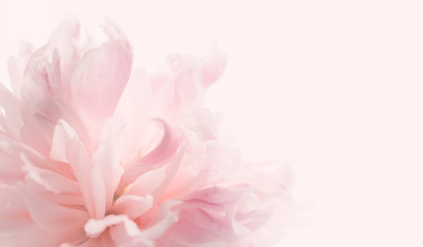 bellissimo sfondo floreale pastello peony. matrimonio pastello morbido, fiori romantici. banner per il sito web - peony foto e immagini stock