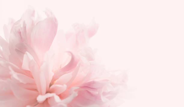 mooie pastel pioenbloemenachtergrond. zachte pastelbruiloft, romantische bloemen. banner voor website - pink flowers stockfoto's en -beelden