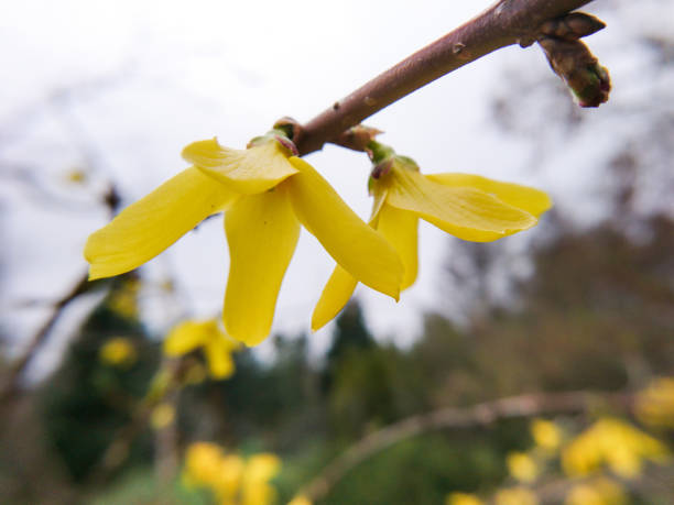 istock Forsythia, Yellow Bells branch with flowers macro 1286333526