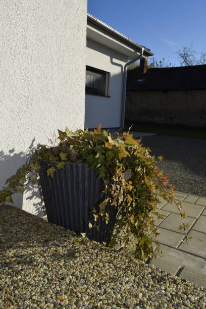 istock Ivy in front of the door 1286335250