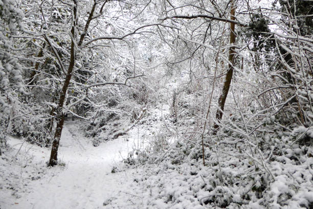 istock A  beautiful winter snow scene in woods. 1286335257