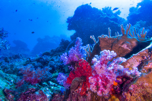 Hin Daeng aka Red Rock is one of Thailand’s most famous dive sites.  Located in the Andaman sea and famed for it’s bright Red, Purple and Pink coloured soft corals.  A true otherworldly underwater wilderness.