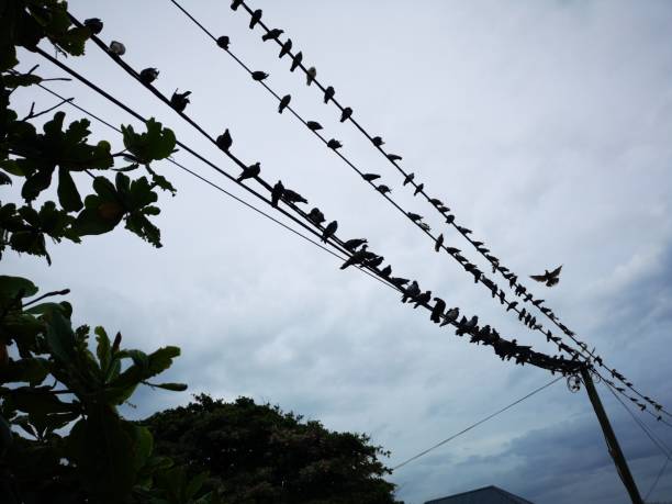 istock Pigeons sitting on electricity wires before grey sky 1286335457