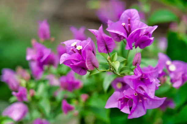 Bougainvillea is a popular tropical flowering plant with over 300 species.  This specimen has pretty bright Pink petals on a background of green lush foliage.  Location is Ko Lanta, Thailand.