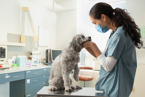 Veterinario de raza mixta examinando perro en el hospital photo