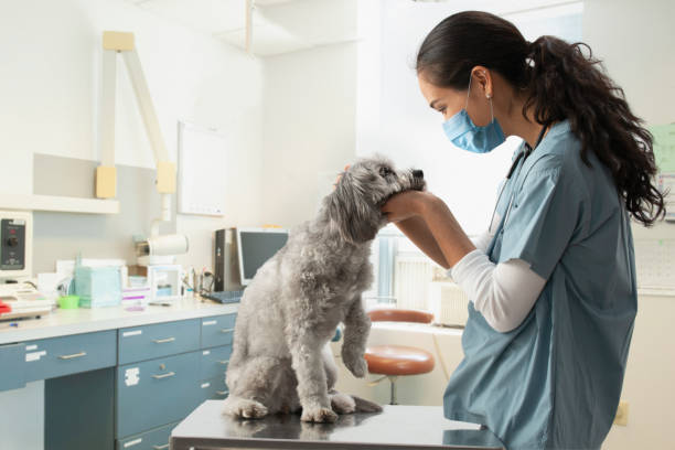 veterinario de raza mixta examinando perro en el hospital - vet veterinary medicine young women female fotografías e imágenes de stock