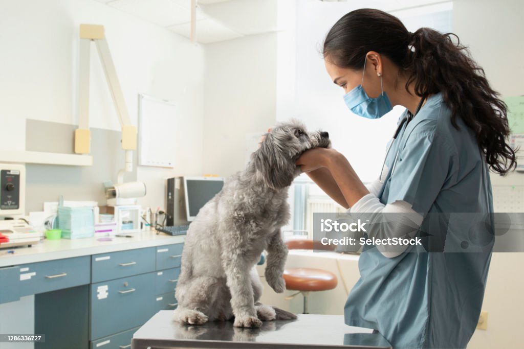 Mixed race veterinarian examining dog in hospital Nurse wearing a mask in a white background Veterinarian Stock Photo