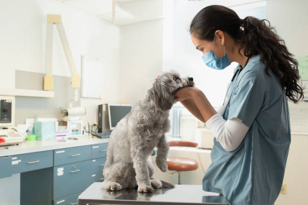Mixed race veterinarian examining dog in hospital Nurse wearing a mask in a white background animal hospital photos stock pictures, royalty-free photos & images