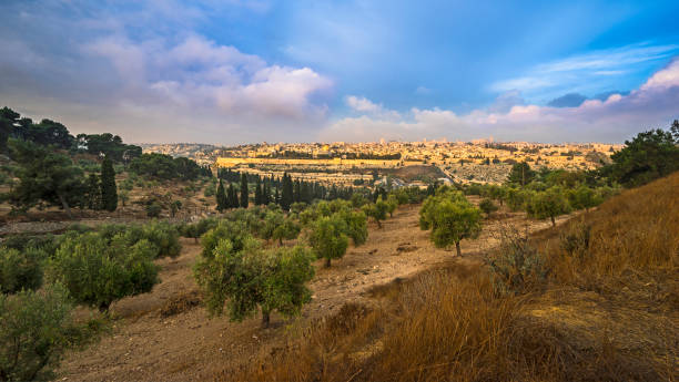 View of Jerusalem with olive trees Beautiful morning view of the Old City Jerusalem with Dome of the Rock, the Golden/Mercy Gate and St. Stephen's/Lions Gate; view from the Mount of Olives with olive trees and dry grassy hill kidron valley stock pictures, royalty-free photos & images